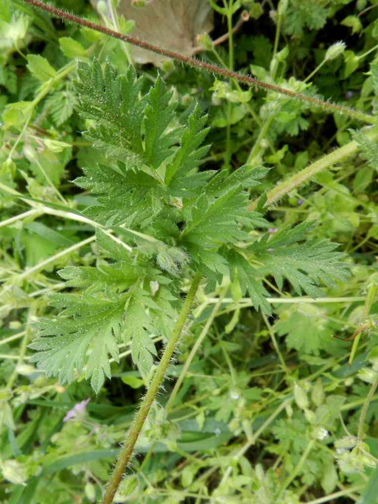 Erodium sp.